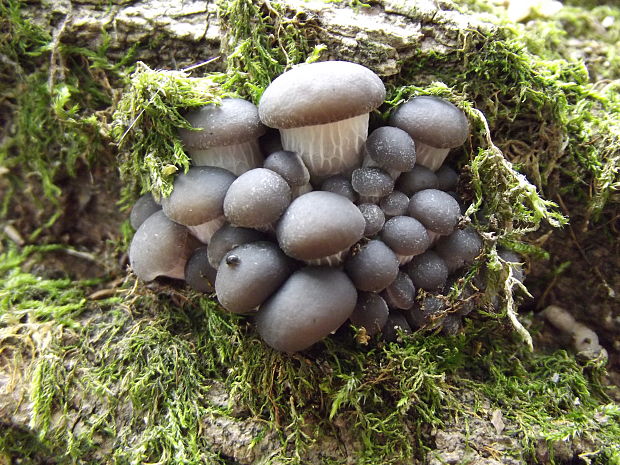 hliva ustricovitá modrastá Pleurotus columbinus Quél.