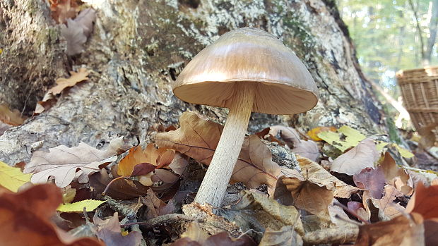 štítovka Pluteus sp.