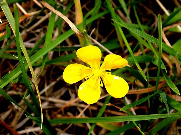 iskerník Ranunculus sp.