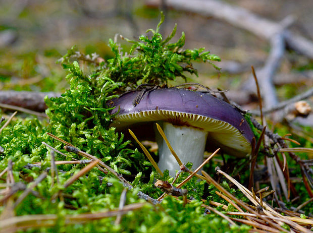 plávka azúrová Russula azurea Bres.