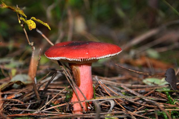 plávka krvavá Russula sanguinaria (Schumach.) Rauschert