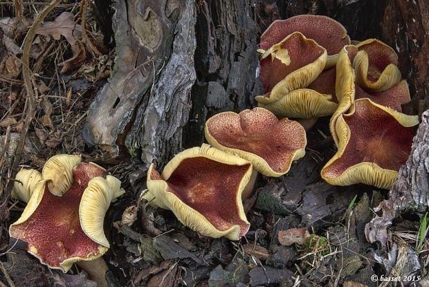 čírovec červenožltý Tricholomopsis rutilans (Schaeff.) Singer