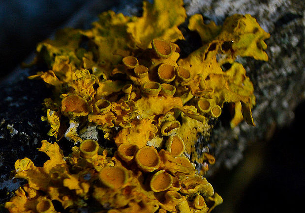 diskovník múrový Xanthoria parietina var. parietina