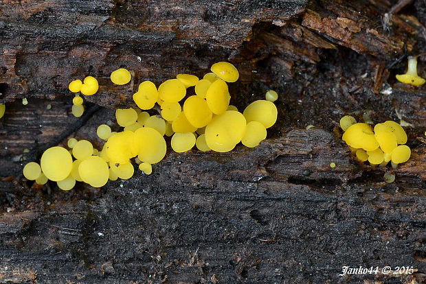 okrasník Bisporella sp.