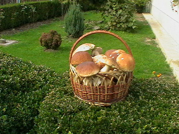 hríb smrekový Boletus edulis Bull.