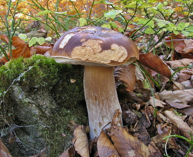 hríb smrekový Boletus edulis Bull.