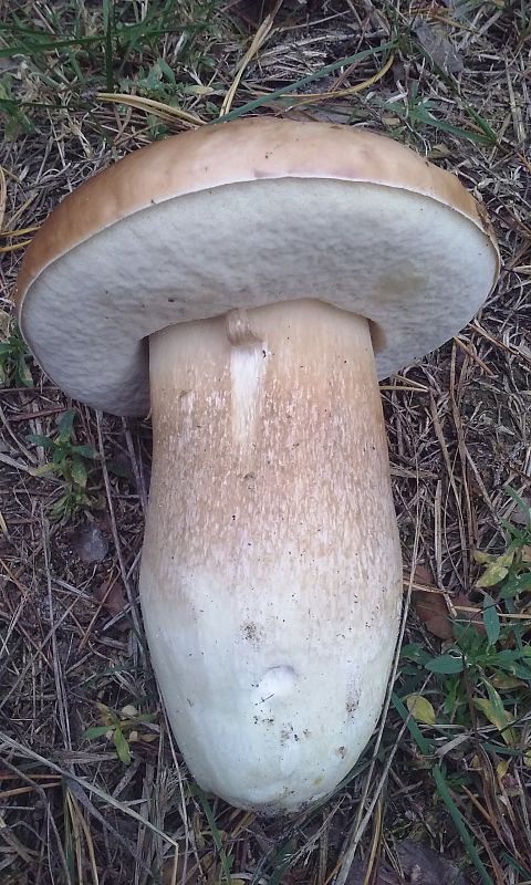 hríb smrekový Boletus edulis Bull.