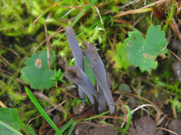 kyjačik Clavaria sp.