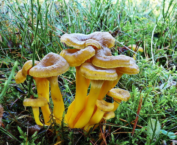 kuriatko lievikovité Craterellus tubaeformis (Fr.) Quél.