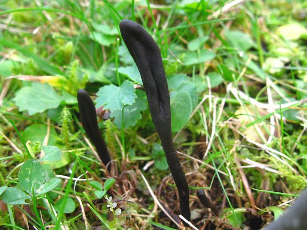 jazýček Geoglossum sp.