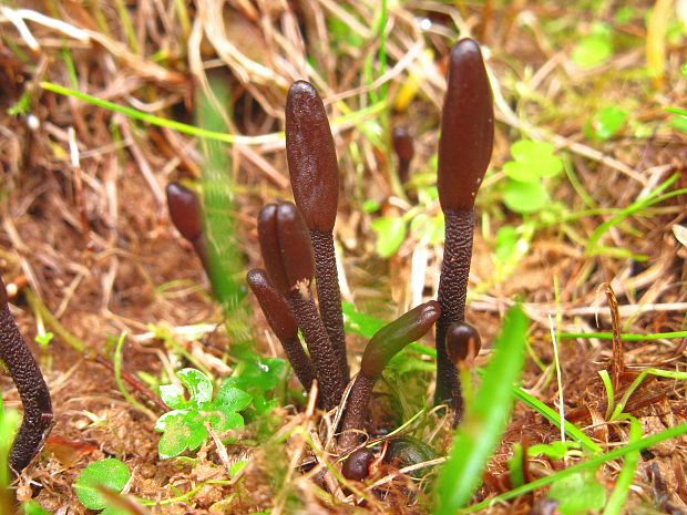 jazýček Geoglossum sp.