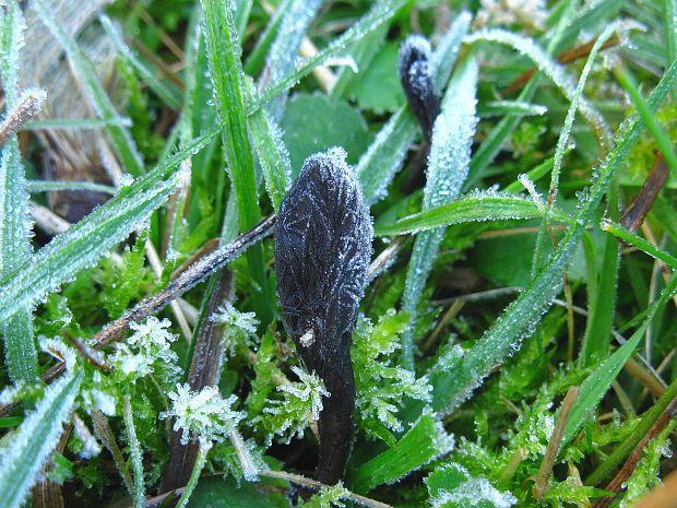 jazýček Geoglossum sp.