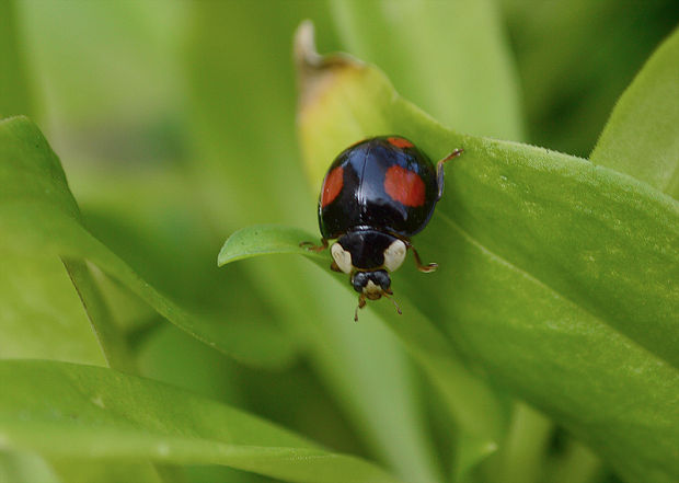 lienka Harmonia axyridis