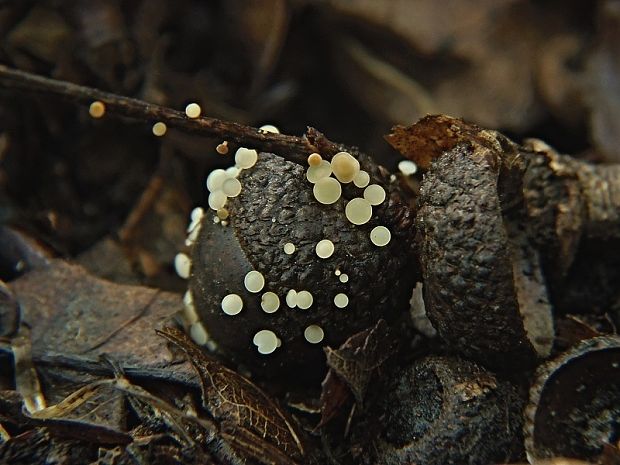 čiašočka ovocná Hymenoscyphus fructigenus (Bull.) Gray