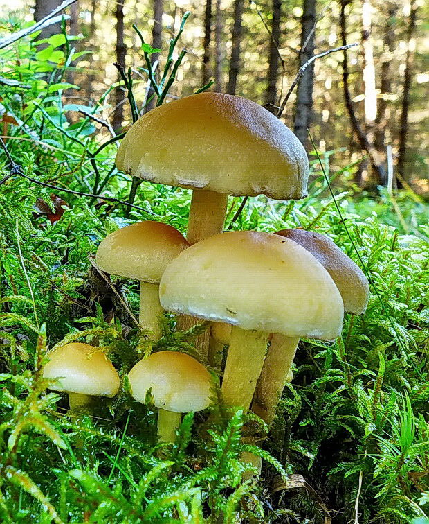 strapcovka zväzkovitá Hypholoma fasciculare (Huds.) P. Kumm.