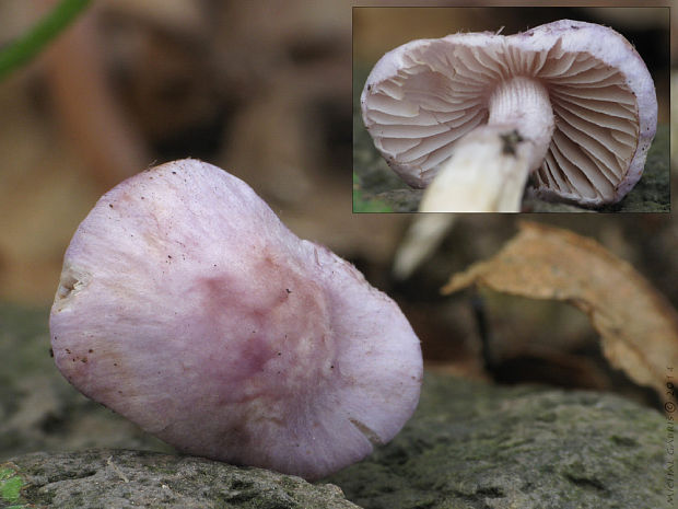 vláknica hlinovolupeňová Inocybe geophylla P. Kumm.