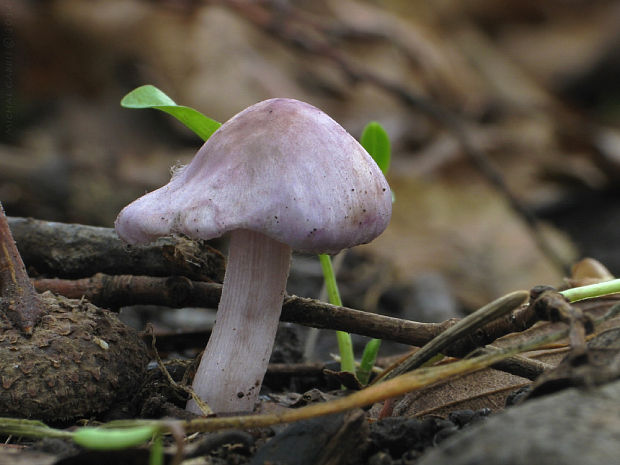 vláknica hlinovolupeňová Inocybe geophylla P. Kumm.