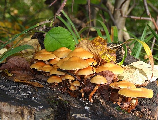 šupinačka menlivá Kuehneromyces mutabilis (Schaeff.) Singer & A.H. Sm.