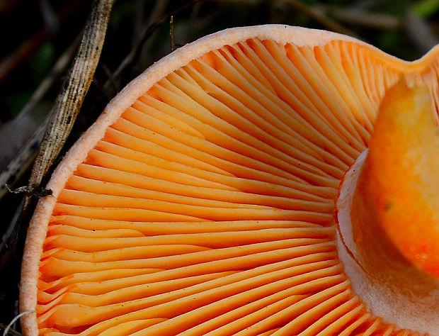 rýdzik pravý Lactarius deliciosus (L.) Gray