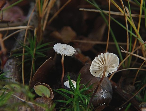 tanečnica golieriková Marasmius rotula (Scop.) Fr.