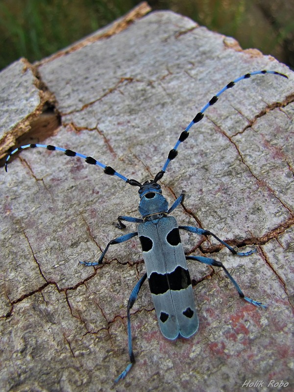 fuzáč alpský Rosalia alpina