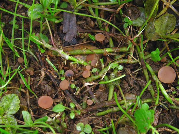 hľuznatka ďatelinová Sclerotinia trifoliorum Erikss.