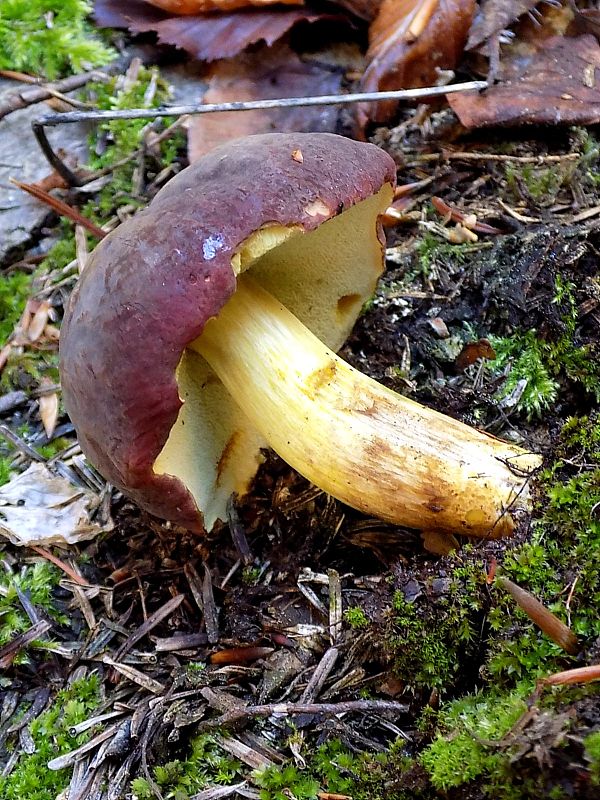 suchohríbnik zamatový Xerocomellus pruinatus (Fr. & Hök) Šutara