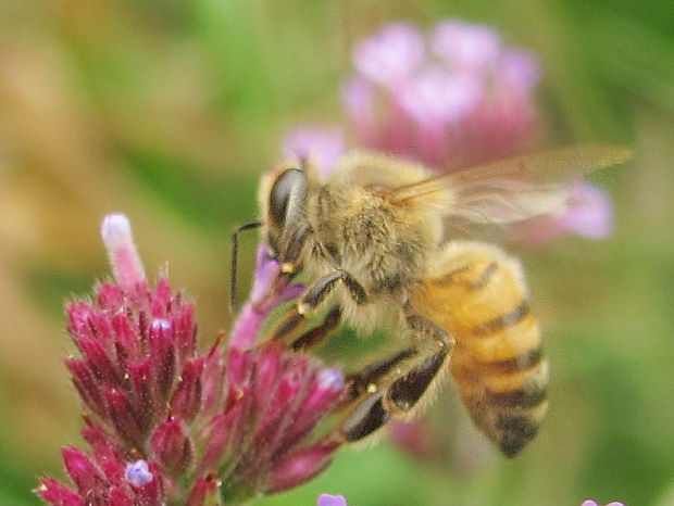 včely Apoiodea superfam.