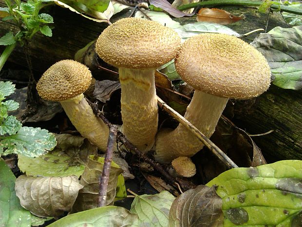 podpňovka Armillaria sp.