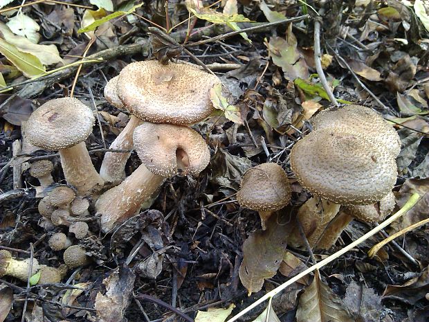 podpňovka Armillaria sp.