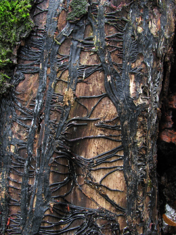 podpňovka - rizomorfy Armillaria sp.