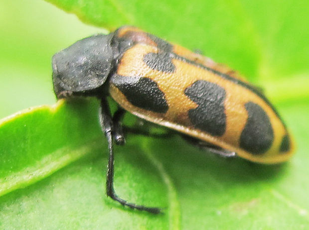 chrobák Astylus atromaculatus