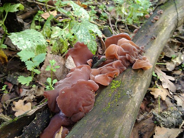 uchovec bazový Auricularia auricula-judae (Bull.) Quél.