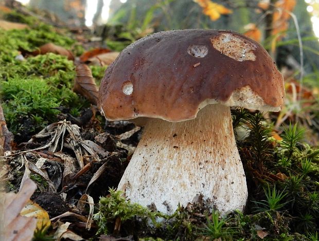 hríb smrekový Boletus edulis Bull.