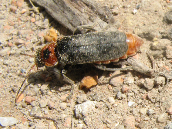 snehulčík sivočierny Cantharis fusca