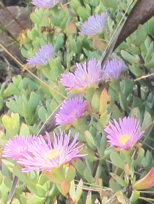 kosmatcovník veľkokvetý Carpobrotus acinaciformis (L.) L. Bolus