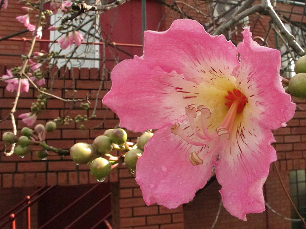 vlnovec Ceiba speciosa