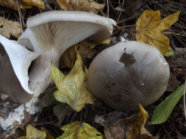 strmuľka inovaťová Clitocybe nebularis (Batsch) P. Kumm.