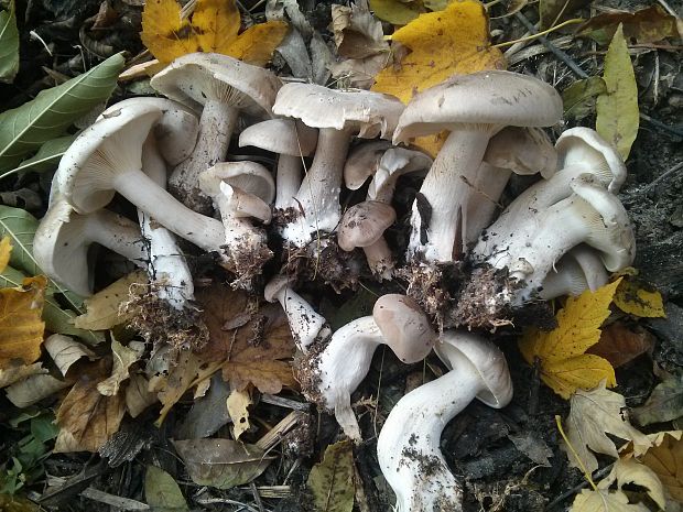 strmuľka inovaťová Clitocybe nebularis (Batsch) P. Kumm.