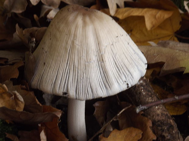 hnojník Coprinellus subimpatiens (M. Lange & A.H. Sm.) Redhead, Vilgalys & Moncalvo