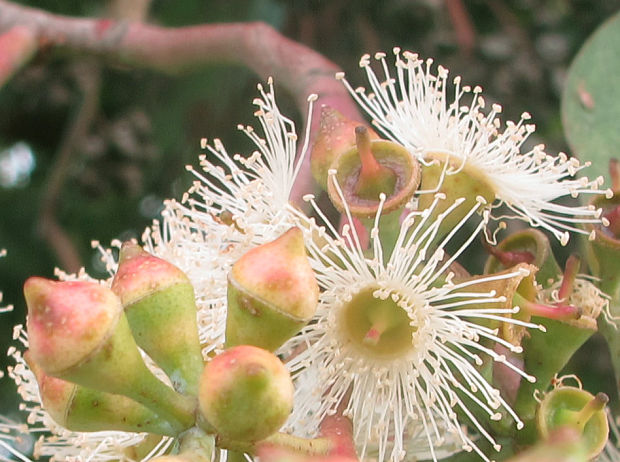 eukalyptus Eucalyptus gomphocephala