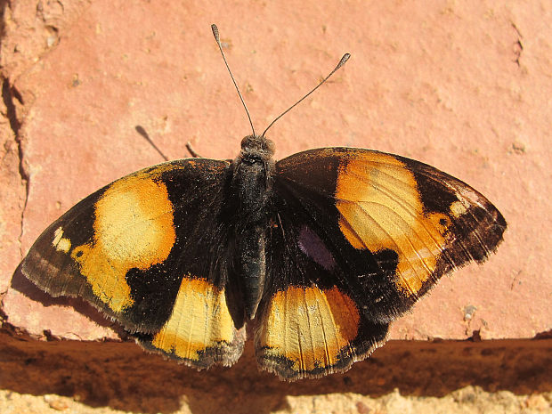 babôčkovité - samček Junonia hierta