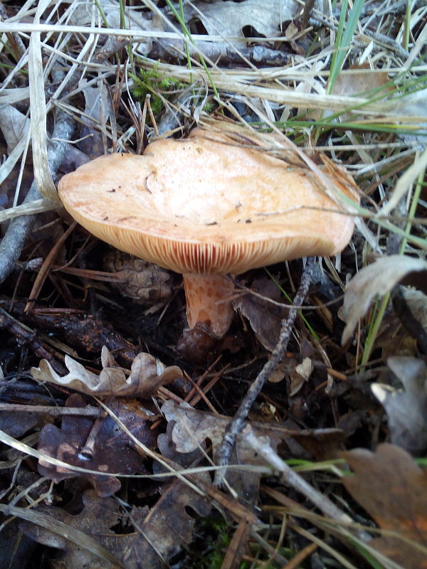 rýdzik pravý Lactarius deliciosus (L.) Gray