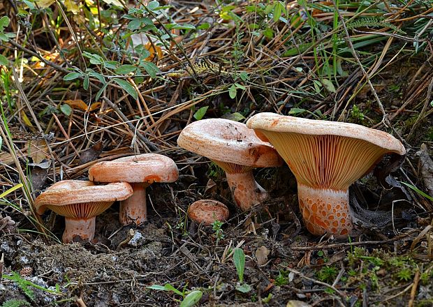 rýdzik pravý Lactarius deliciosus (L.) Gray