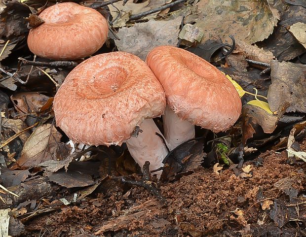 rýdzik kravský Lactarius torminosus (Schaeff.) Gray