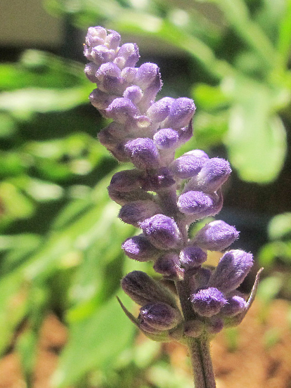 špargľovité ??? Liriope muscari ???