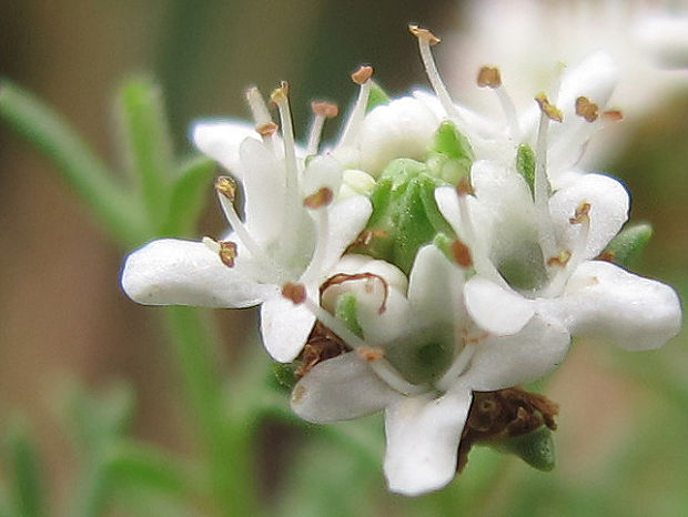 magnóliorasty Magnoliophyta div.