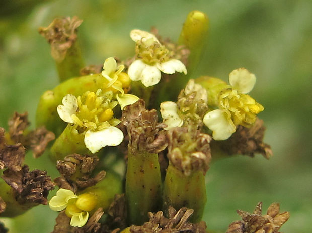 magnóliorasty Magnoliophyta div.