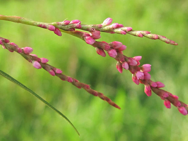 horčiak Persicaria sp.