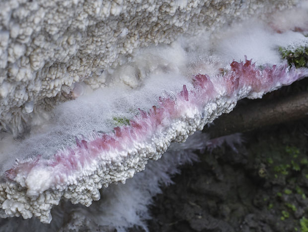 žilnačka pralesná Phlebia centrifuga P. Karst.